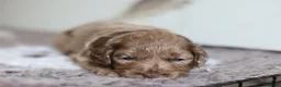 Cavapoo dogs for sale: F1 rare chocolate/choc Merle Cavapoo pups - Advert 33