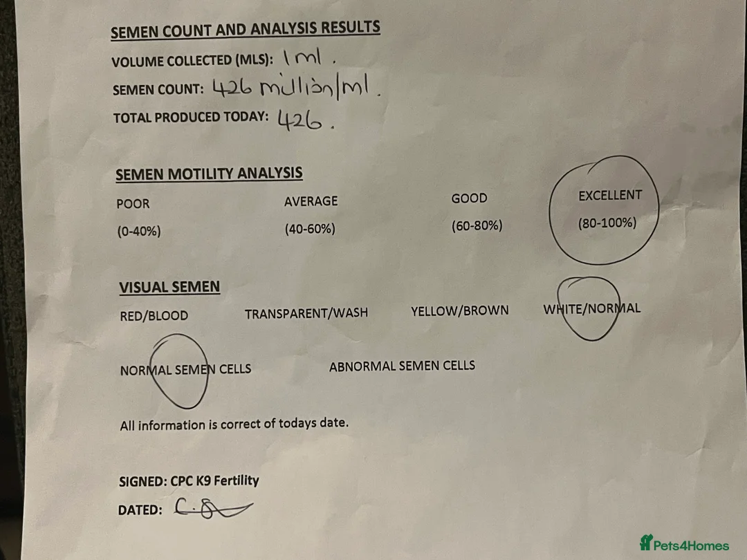 Dogue De Bordeaux dogs for stud: Elite KC lines ! Available for Stud  - Advert 5