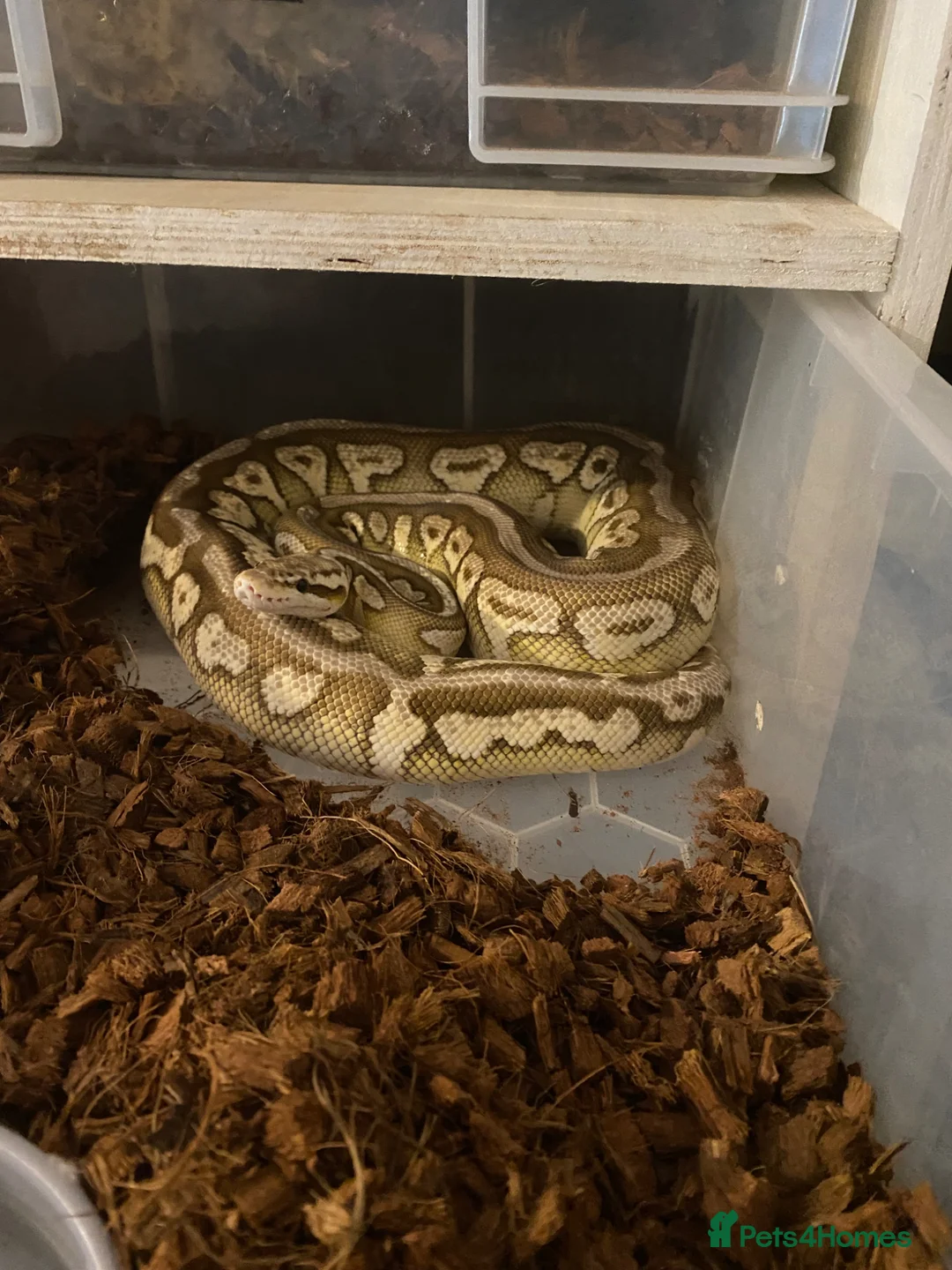 Python Snake reptiles for sale: 2023 spotnose lesser pastel het clown  - Advert 4