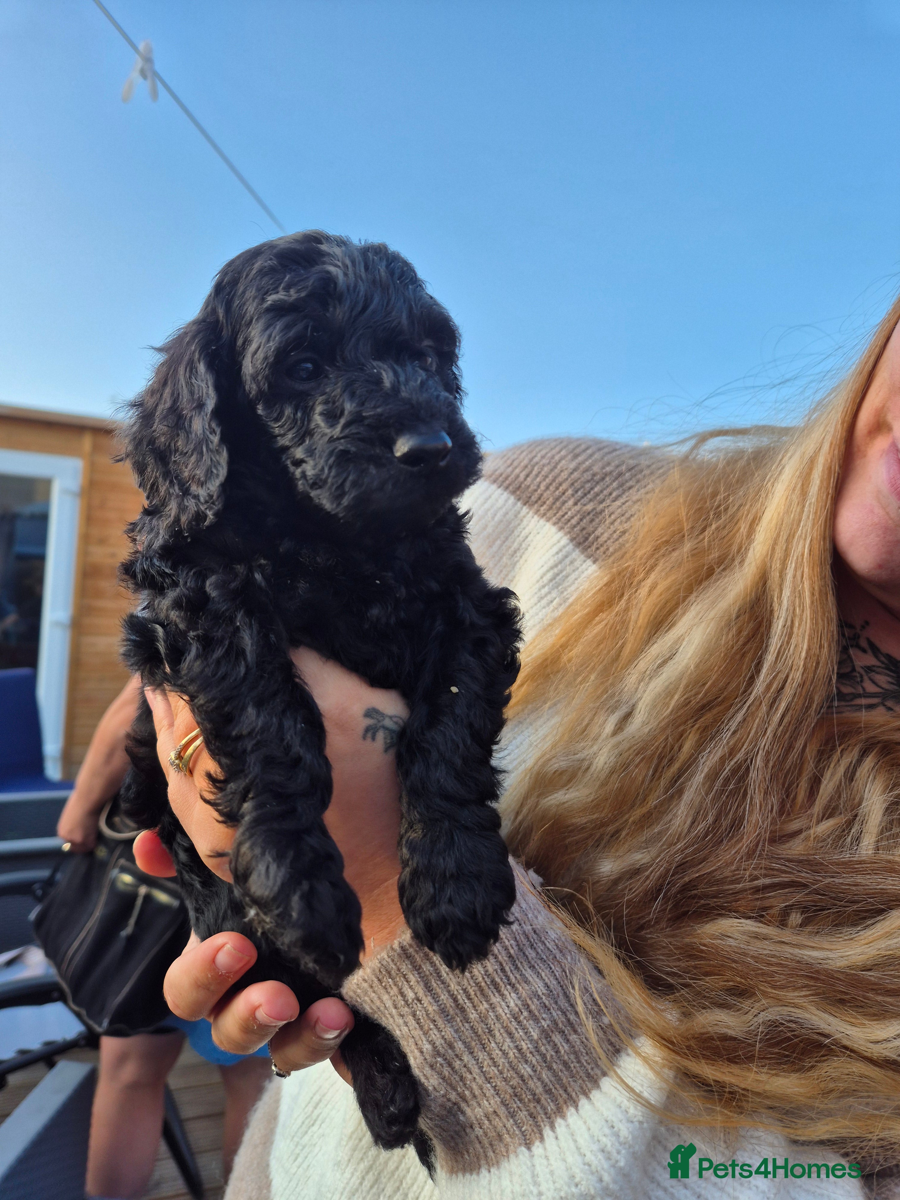 Cockapoo dogs F2 cockerpoos 6 weeks old 1 boy left - Advert 12