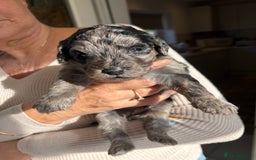 Labradoodle dogs for sale: Miniature Labradoodle Pups - Image 16