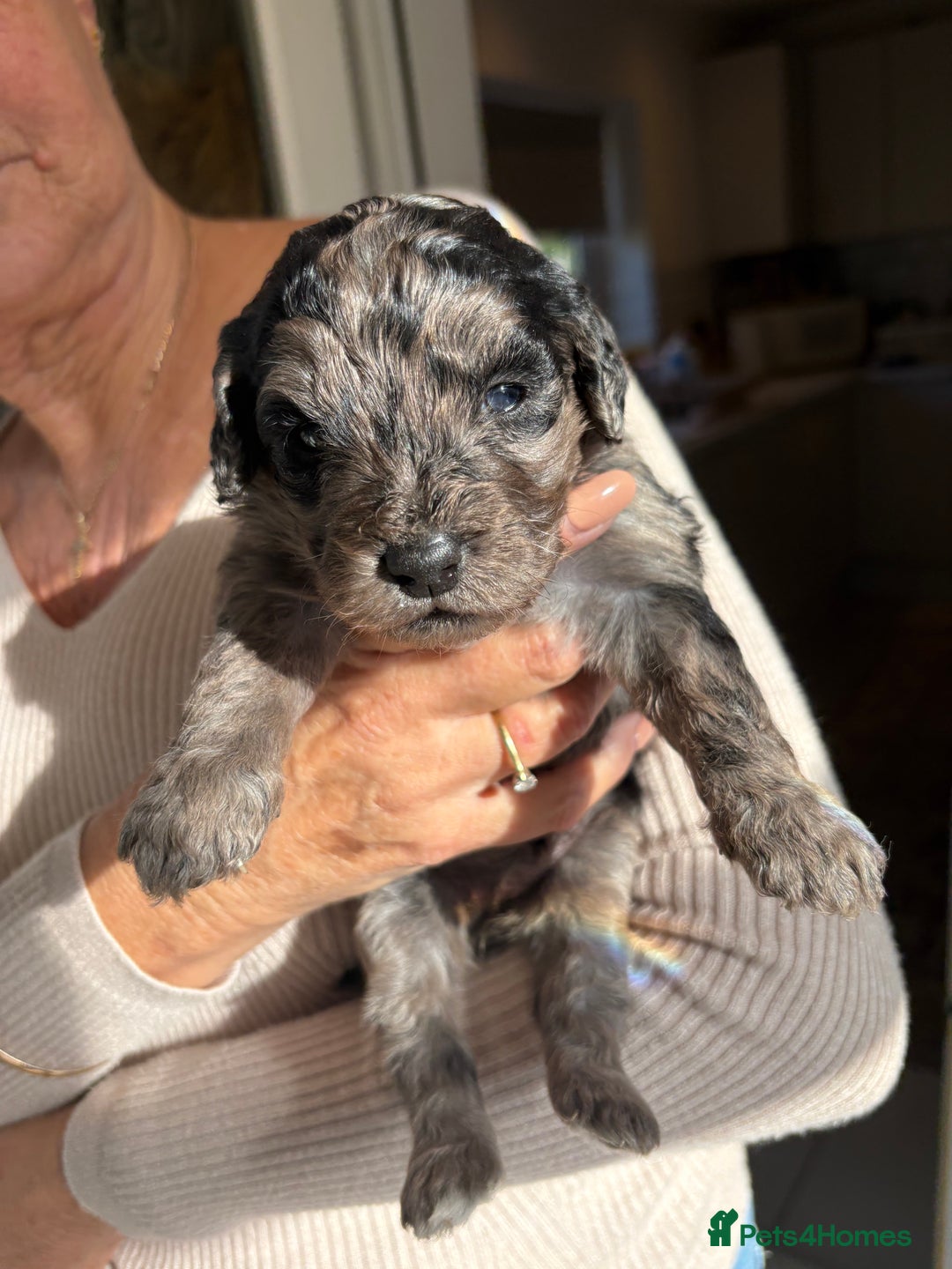 Labradoodle dogs for sale: Miniature Labradoodle Pups - Image 16