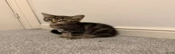 Mixed Breed cats for sale: Male and Female Kittens ready for Forever home  in Shipley - Advert 6