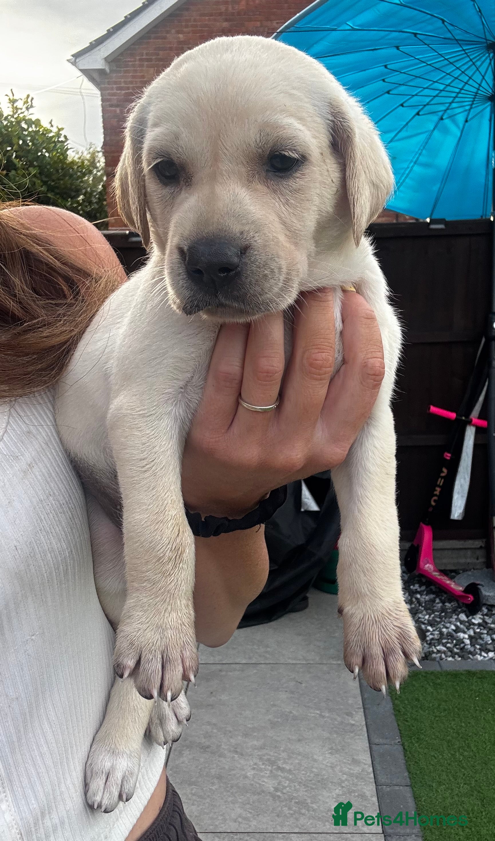 Mixed Breed dogs Beautiful Labrador x Pointer Puppies  - Advert 2