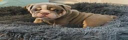 English Bulldog dogs for sale: Beautiful English Bulldog Puppies Available in London - Advert 3