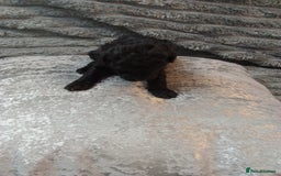 Jackapoo dogs for sale: Beautiful Jackapoos puppies - Advert 11