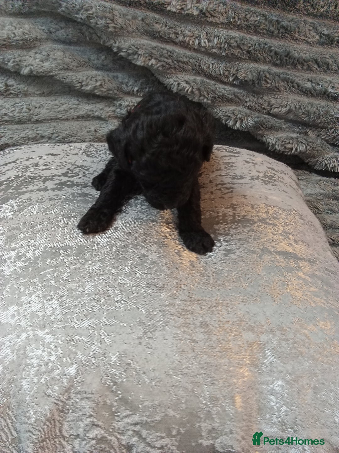 Jackapoo dogs for sale: Beautiful Jackapoos puppies - Advert 11