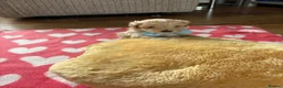 Mixed Breed dogs for sale: Cavamaltipoo puppies for sale - Advert 8