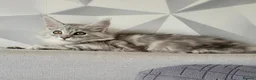 Maine Coon cats for sale: Tica registered maine coon kittens  - Advert 5