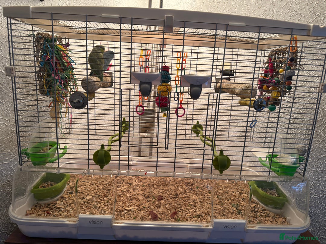Parakeets birds for sale: 2 beautiful parrotlets with cage/accessories - Advert 5