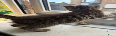 British Longhair 4