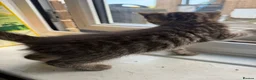 British Longhair cats for sale: Beautiful longhair kittens for SALE! - Advert 26