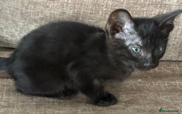 Serengeti cats for sale: Handsome tica reg black smoke male  - Image 9