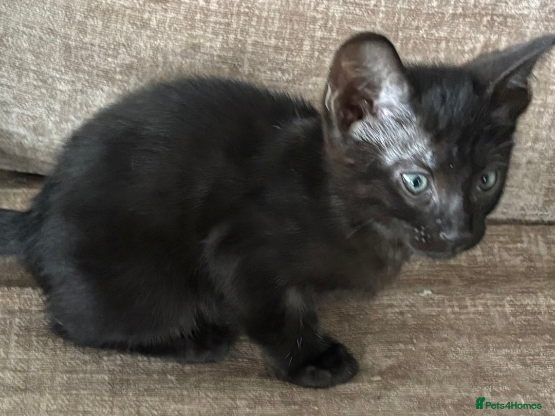 Serengeti cats for sale: Handsome tica reg black smoke male  - Image 9