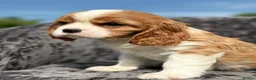 Cavalier King Charles Spaniel dogs for sale: Extensively health tested cavalier puppies  - Advert 6