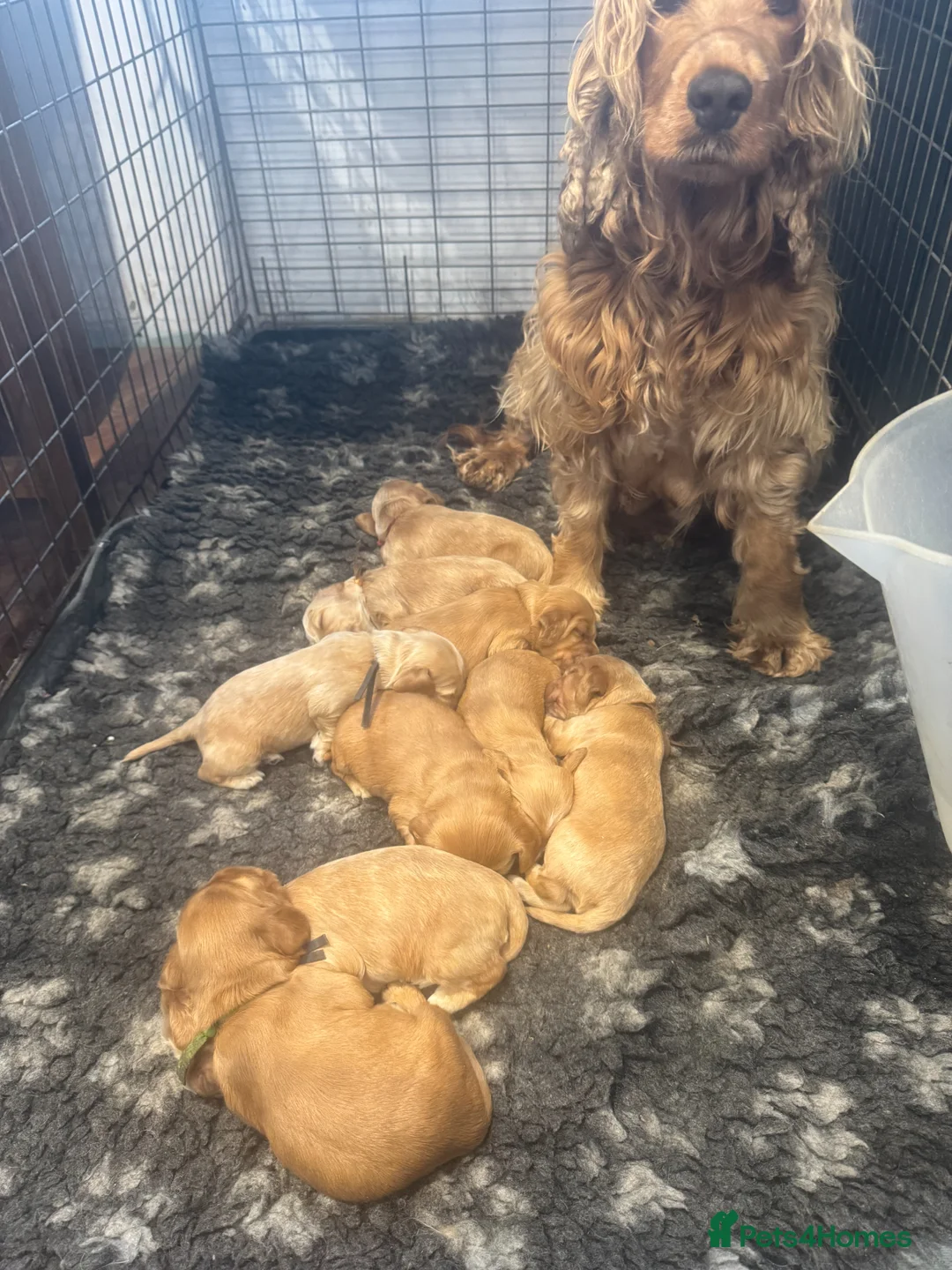 Cocker Spaniel dogs for sale: Gorgeous Golden KC show type Cocker spaniels - Advert 12