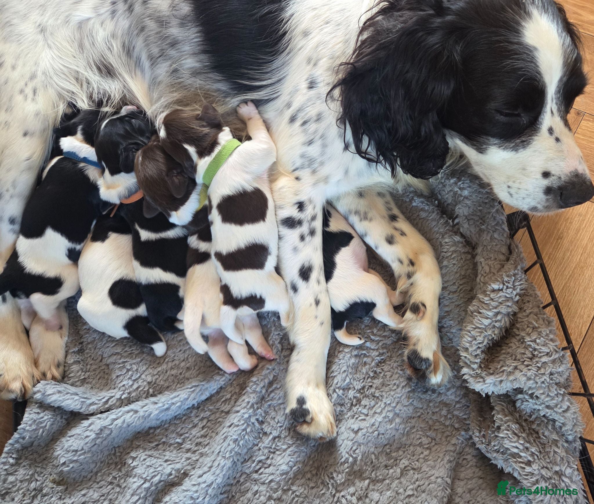 English Springer Spaniel dogs KC registered English Springer Spaniels  - Advert 9