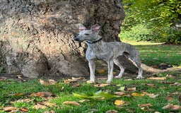 Whippet dogs for stud: Blue Brindle Whippet Leo - Image 7