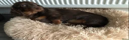 Miniature Dachshund dogs for sale: Miniature Dachshund  - Advert 6