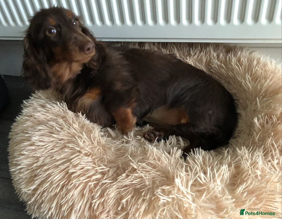 Miniature Dachshund dogs for sale: Miniature Dachshund  - Advert 6