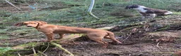 Hungarian Vizsla dogs for sale: 5 year old vizsla girl  - Advert 1