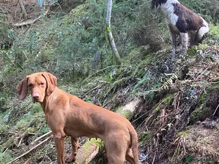 Hungarian Vizsla dogs 5 year old vizsla girl - Advert 18