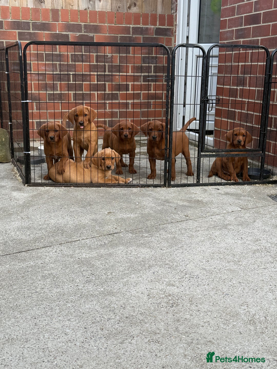 Labrador Retriever dogs for sale: Fox Red /  Mahogany Labradors  - Image 4