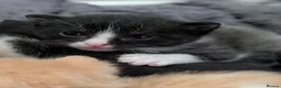 Mixed Breed cats for sale: 5 Kittens need loving homes 3 ginger & 2 b&w   in Wishaw - Advert 4