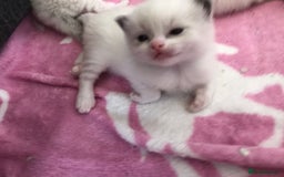 Ragdoll cats for sale: Blue lynx ragdoll kittens  - Image 3