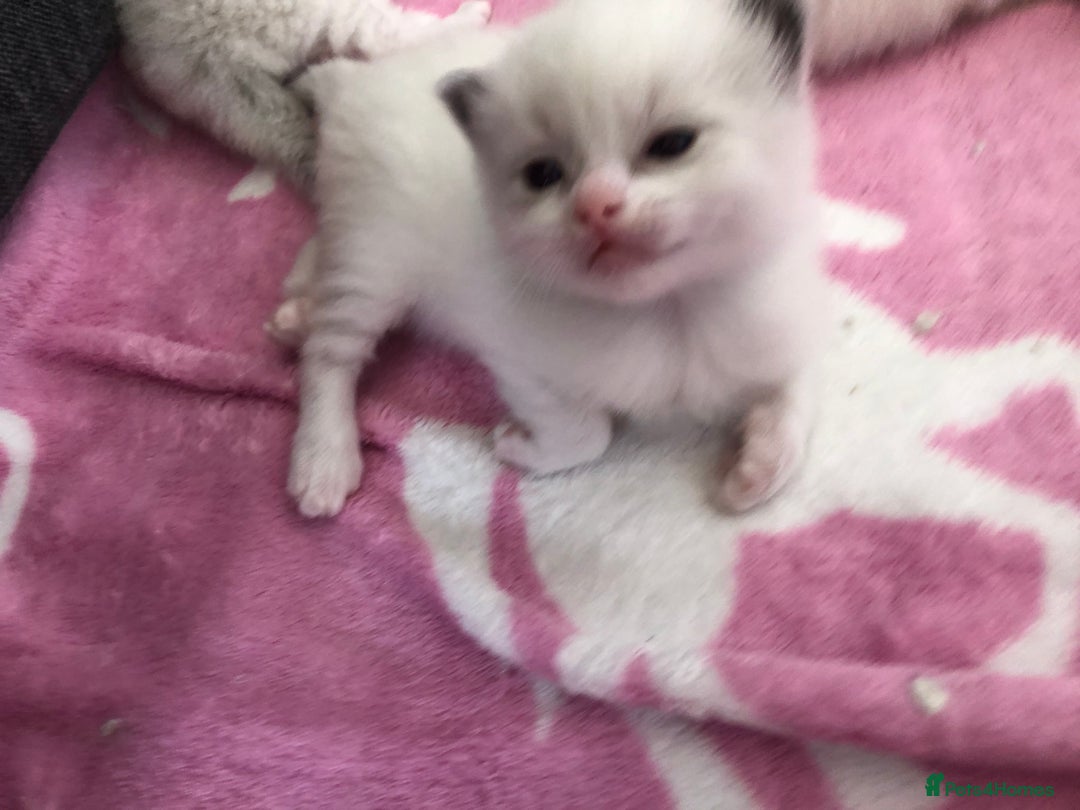 Ragdoll cats for sale: Blue lynx ragdoll kittens  - Image 3