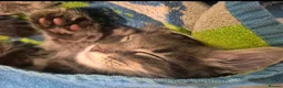 Maine Coon cats for sale:  Final 2 Majestic Maine coons - Advert 12