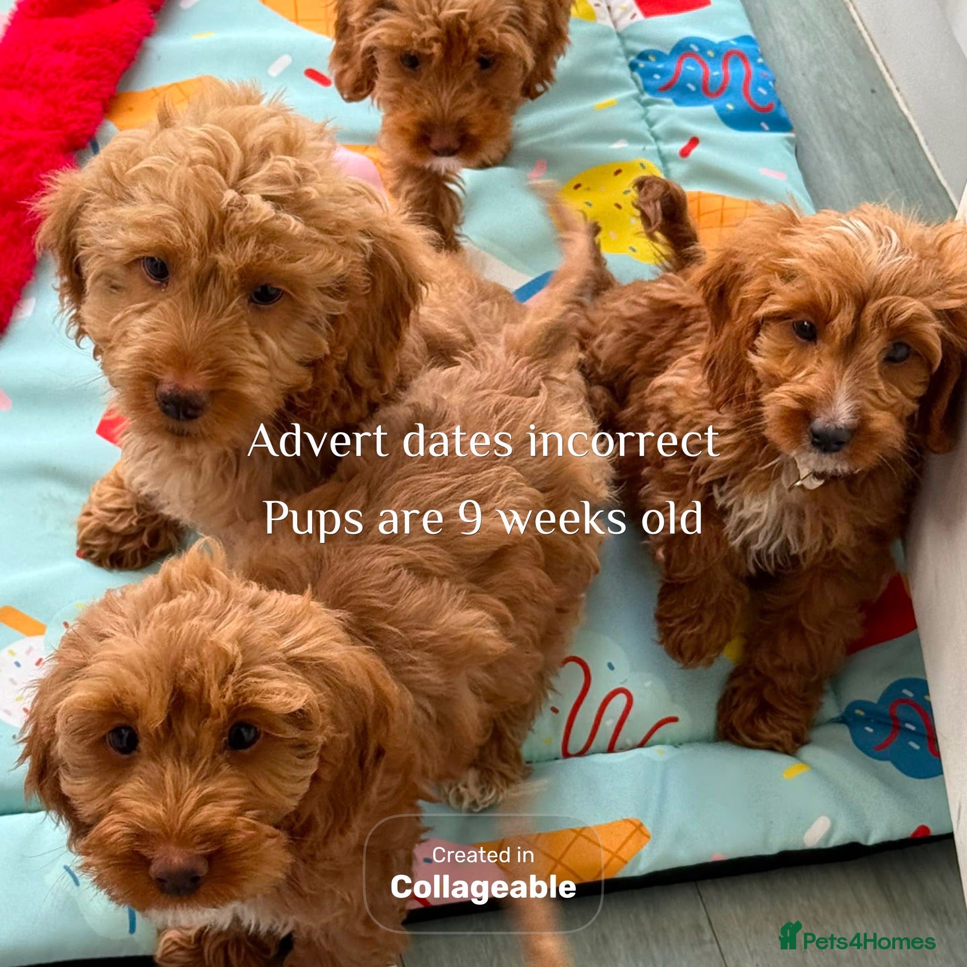 Cockapoo dogs Gorgeous F1 Cockapoo puppies  - Advert 1
