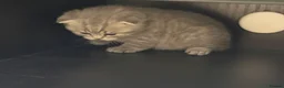 Scottish Fold cats for sale: Adorable Scottish fold kittens for sale🐾 - Advert 13