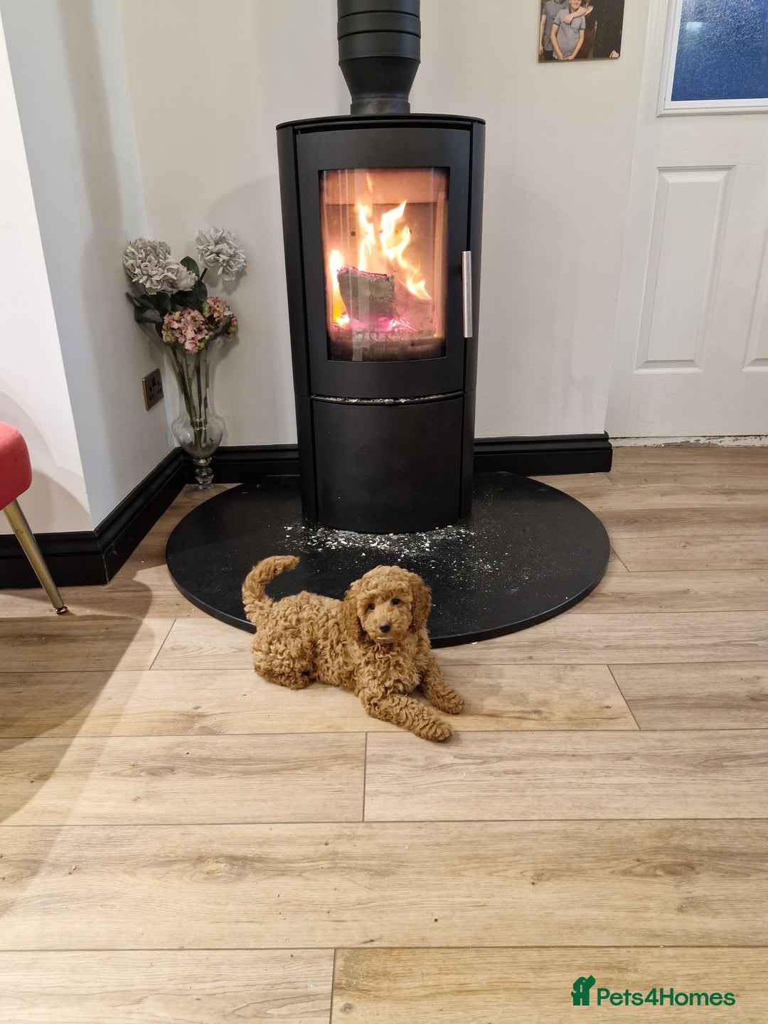 Miniature Poodle dogs for sale: READY NOW Red Minature Poodle Pups for sale. - Advert 14