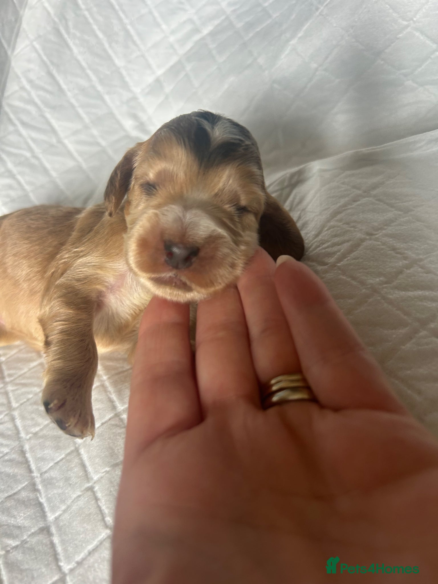 Cocker Spaniel dogs KC Registered Show Type Cocker Spaniel Puppies - Advert 5