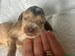 Cocker Spaniel dogs KC Registered Show Type Cocker Spaniel Puppies - Advert 5