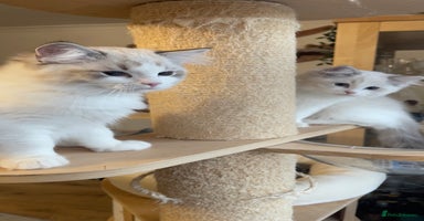 Ragdoll cats ✨ Gorgeous Ragdoll Kittens ✨ - Advert 5