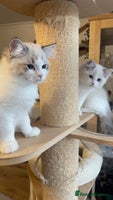 Ragdoll cats ✨ Gorgeous Ragdoll Kittens ✨ - Advert 5