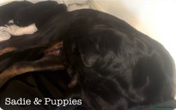 Rottweiler dogs for sale: **Stunning Rottweiler Puppies** - Image 22
