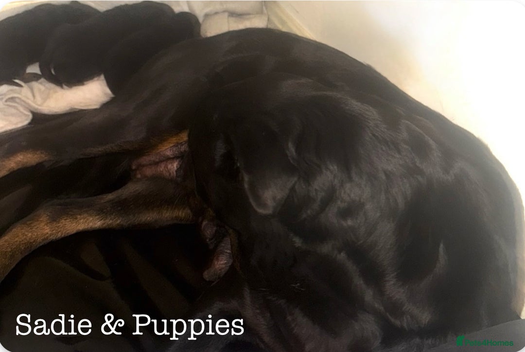 Rottweiler dogs for sale: **Stunning Rottweiler Puppies** - Image 22