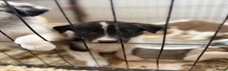 Border Collie dogs for sale: Rare coloured Border Collie Puppies for sale - Advert 9