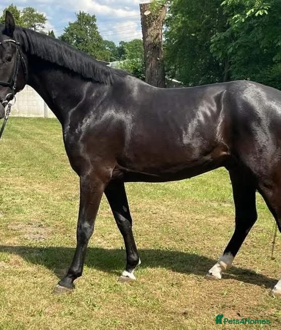 Other Breed horses   SOSTENUTO 16.3hh | 6-Year-Old Black Gelding   - Advert 3