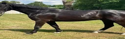 Other Breed horses for sale:   SOSTENUTO 16.3hh | 6-Year-Old Black Gelding   in Devizes - Advert 1
