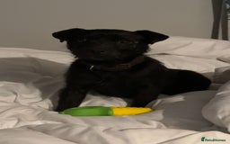 Patterjack dogs for sale: Patterjack Puppy  - Image 5