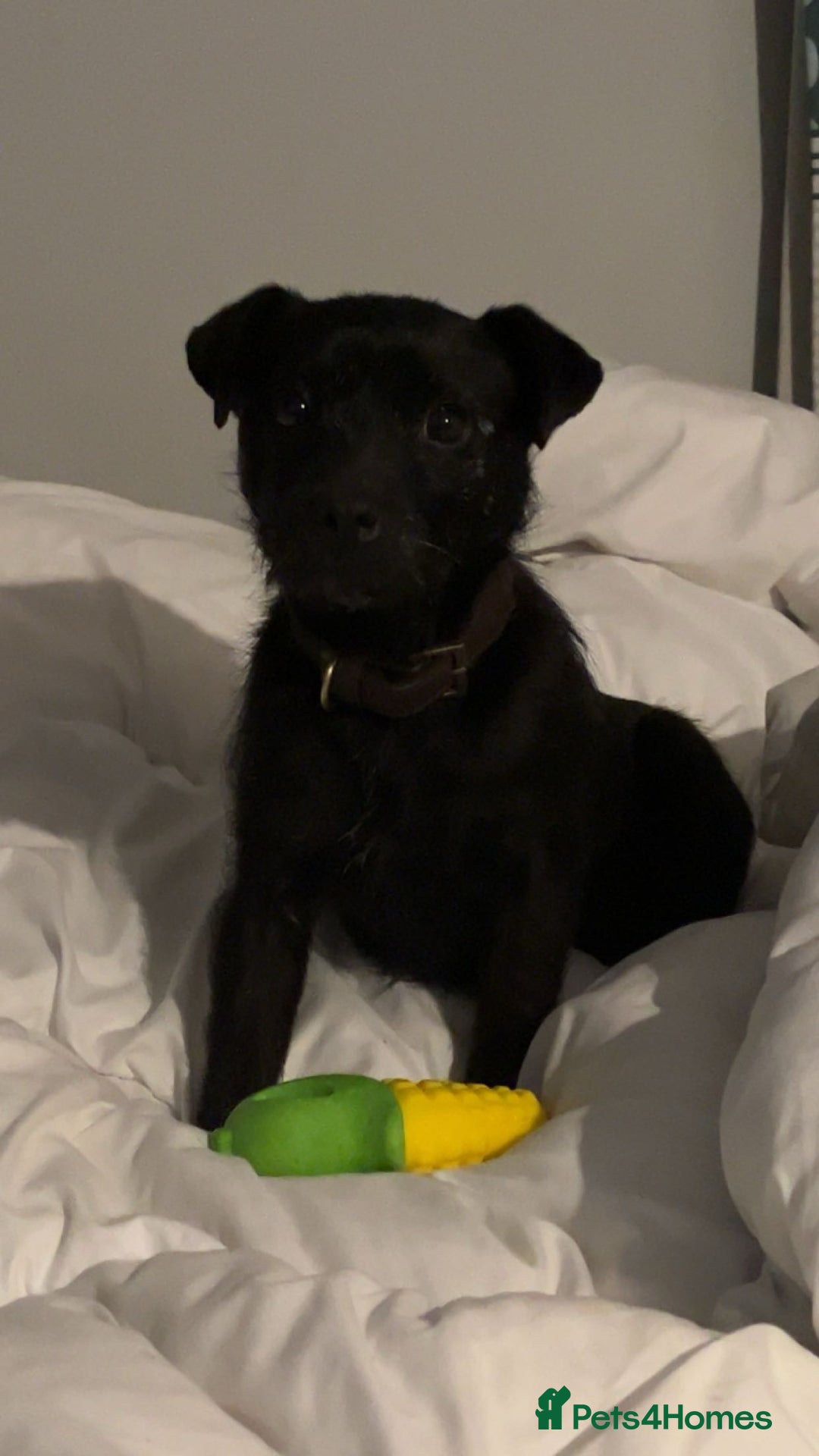 Patterjack dogs for sale: Patterjack Puppy  - Image 5