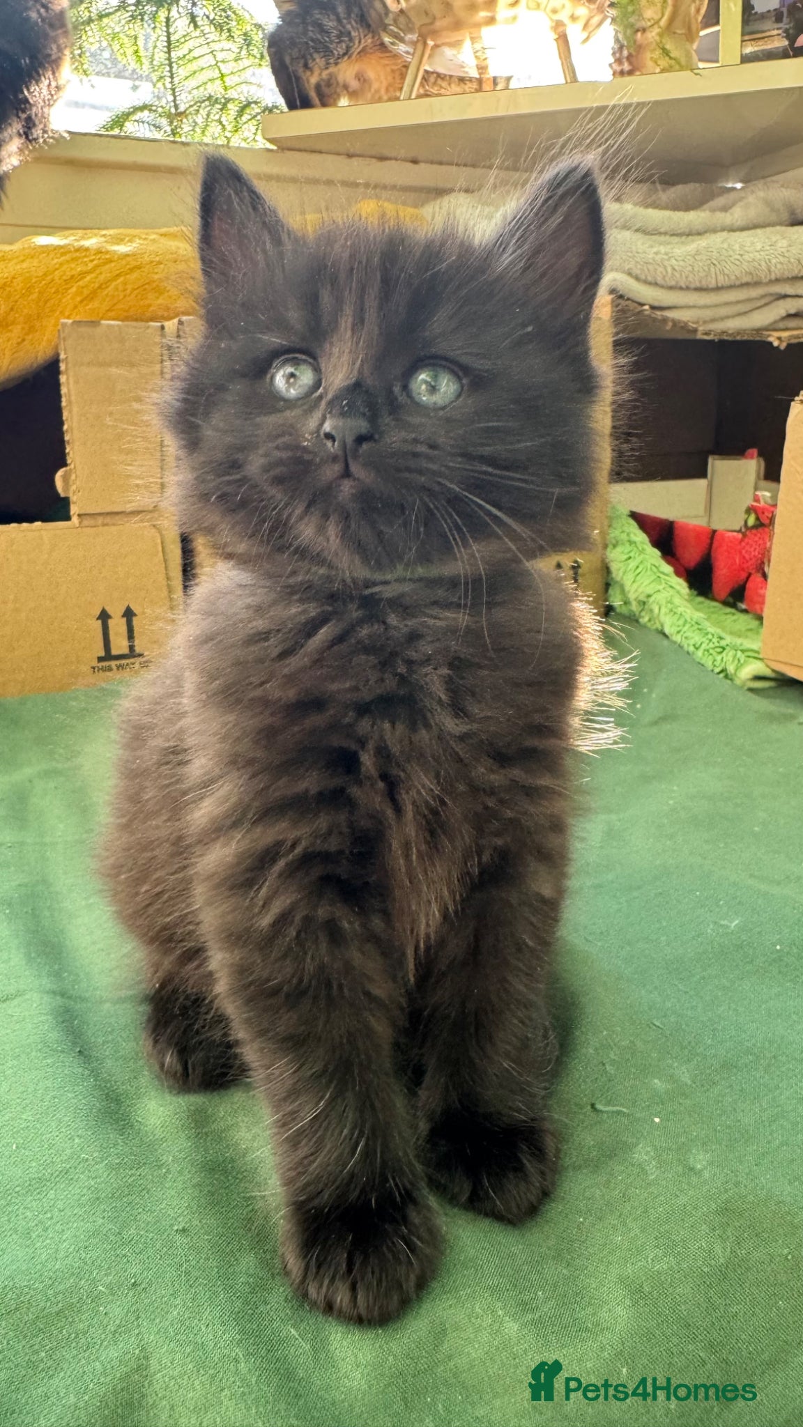 Mixed Breed cats Beautiful kittens 🐈‍⬛  - Advert 1