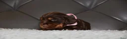 Cocker Spaniel dogs for sale: Kc Reg Show Type Cocker Spaniel  Health Tested - Advert 33