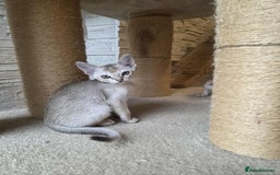 Singapura cats for sale: Stunning Singapura kittens  - Image 39