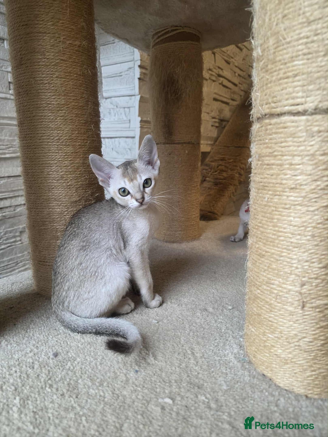 Singapura cats for sale: Stunning Singapura kittens  - Image 39