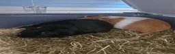 Guinea Pig rodents for sale: 2 male guinea pigs in Erith - Advert 1